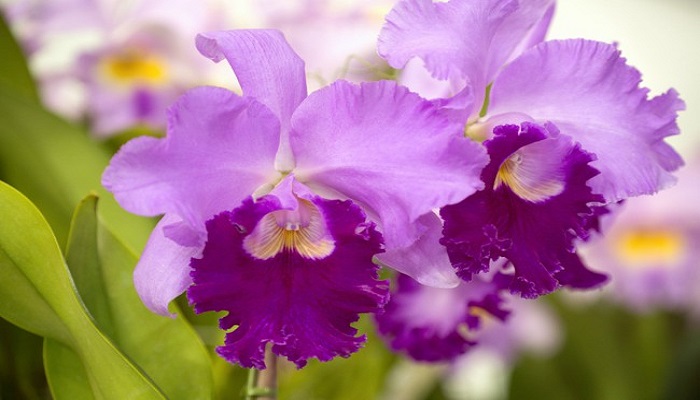 cómo trasplantar una orquídea