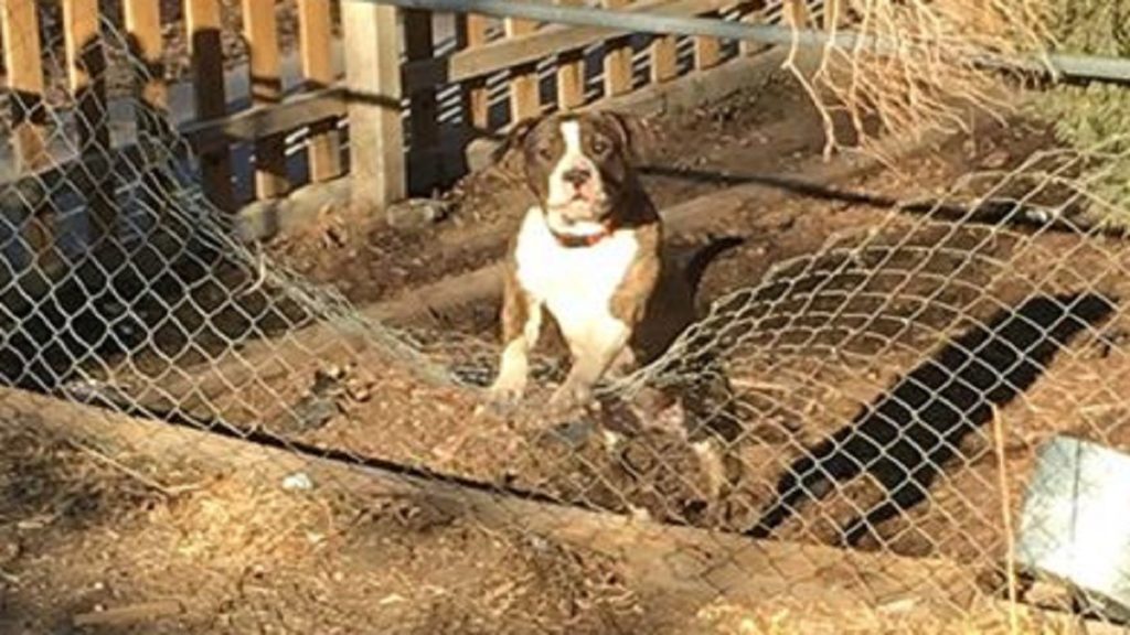 Cuidados para prolongar la duración de una valla para perros